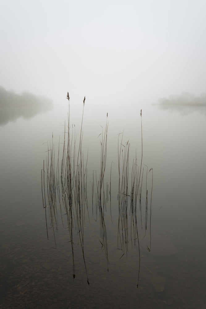 photo-wallpaper-reeds-in-the-mist