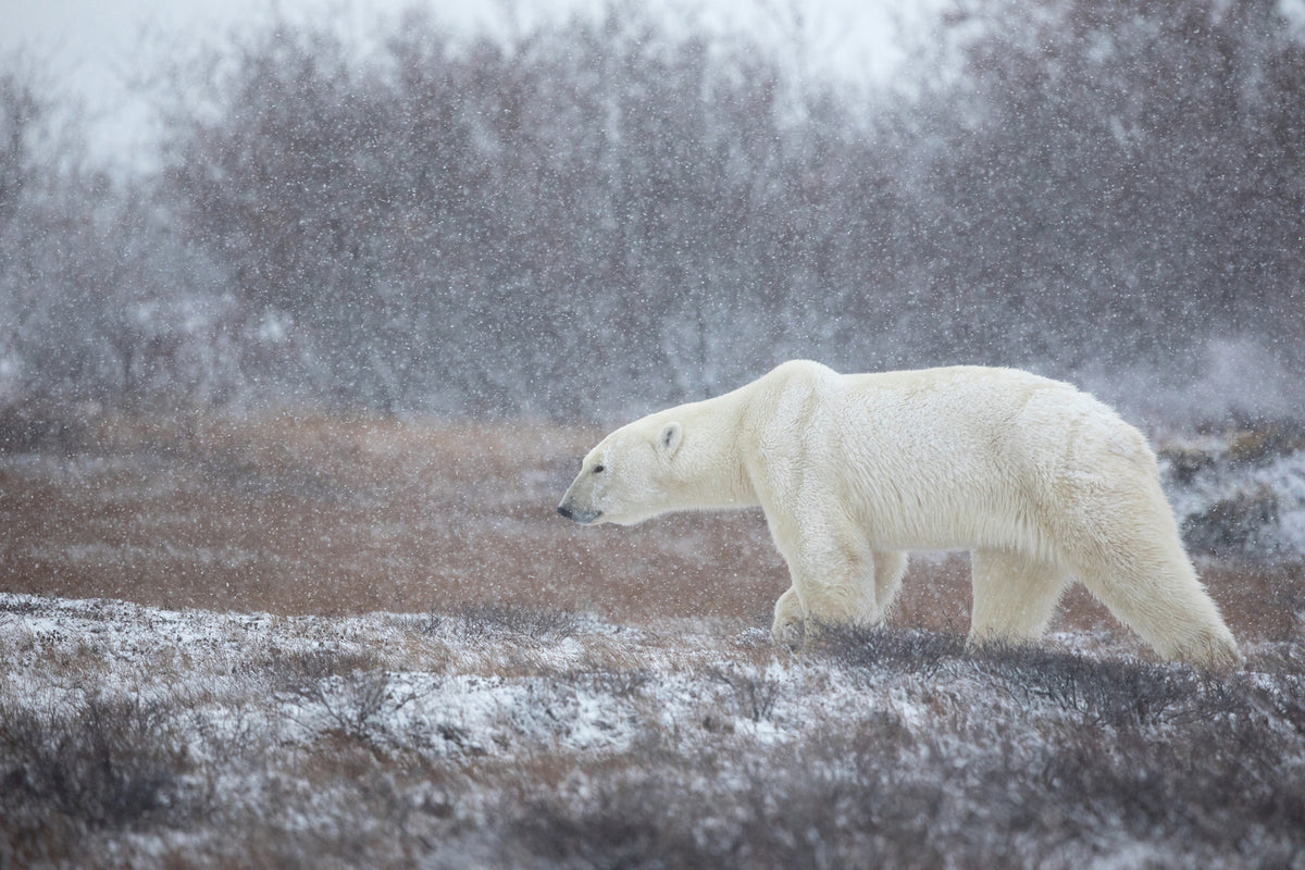 photo-wallpaper-let-it-snow-a