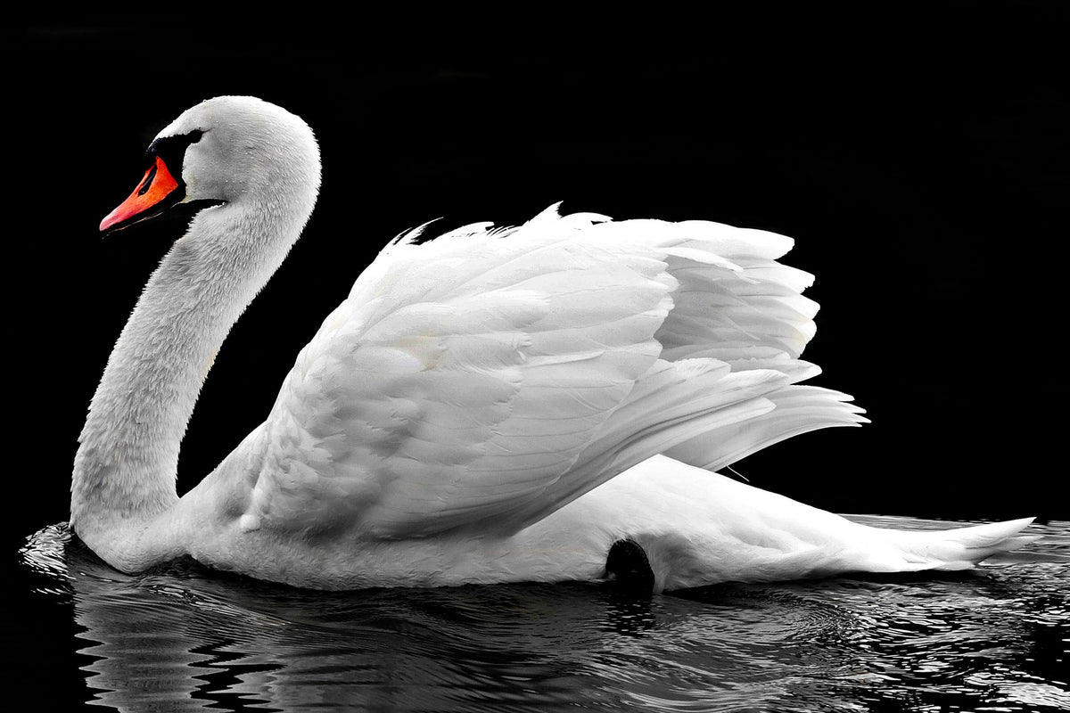 photo-wallpaper-the-graceful-swan