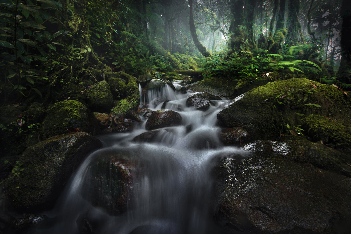 photo-wallpaper-borneo-rainforest-x