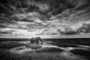 photo-wallpaper-amboseli-x