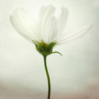 photo-wallpaper-white-cosmos