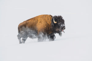 photo-wallpaper-bison-in-the-snow-x