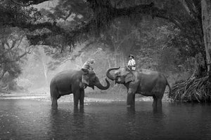 photo-wallpaper-two-elephants