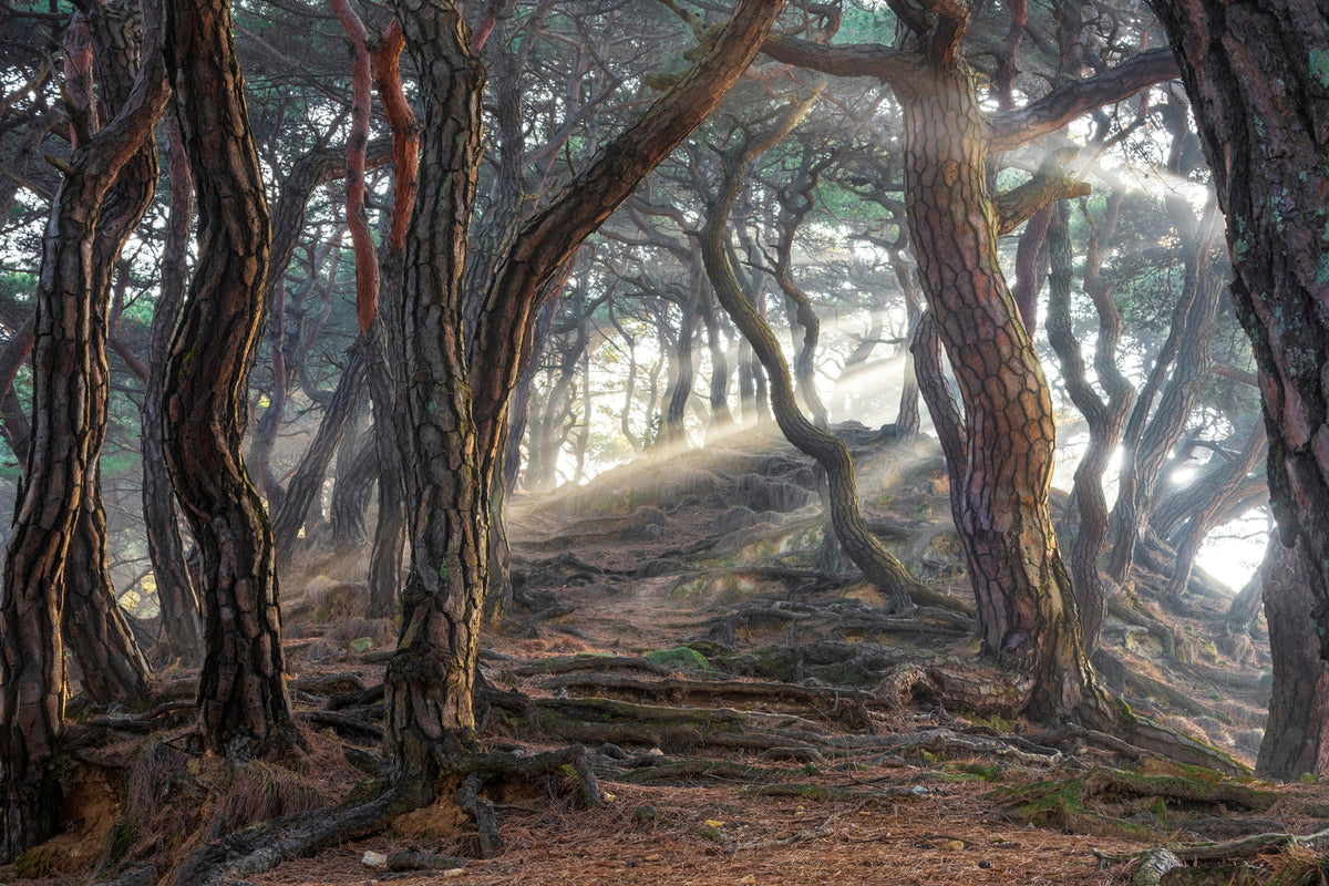 photo-wallpaper-sacred-pine-forest-x