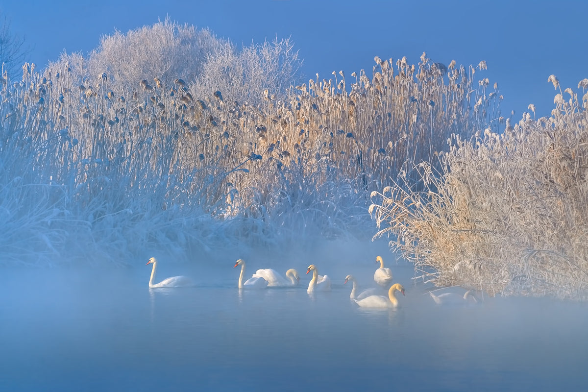 photo-wallpaper-blue-swan-lake