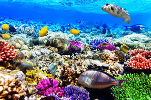 photo-wallpaper-fish-aquarium