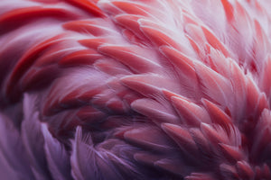 photo-wallpaper-flamingo-xqw