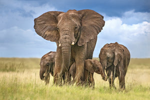 photo-wallpaper-elephant-mom-protecting-her-calves-x