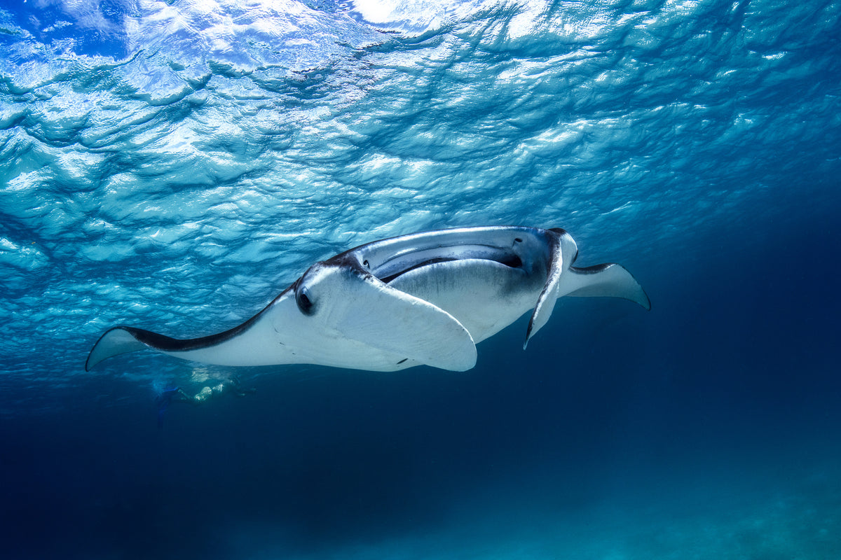 photo-wallpaper-manta-ray