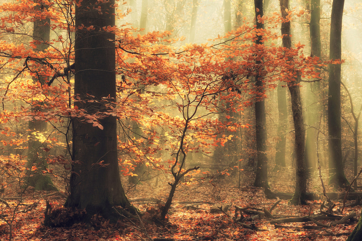 photo-wallpaper-soft-fall-x