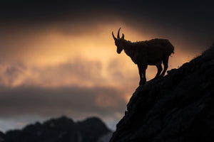 photo-wallpaper-alpine-ibex-x