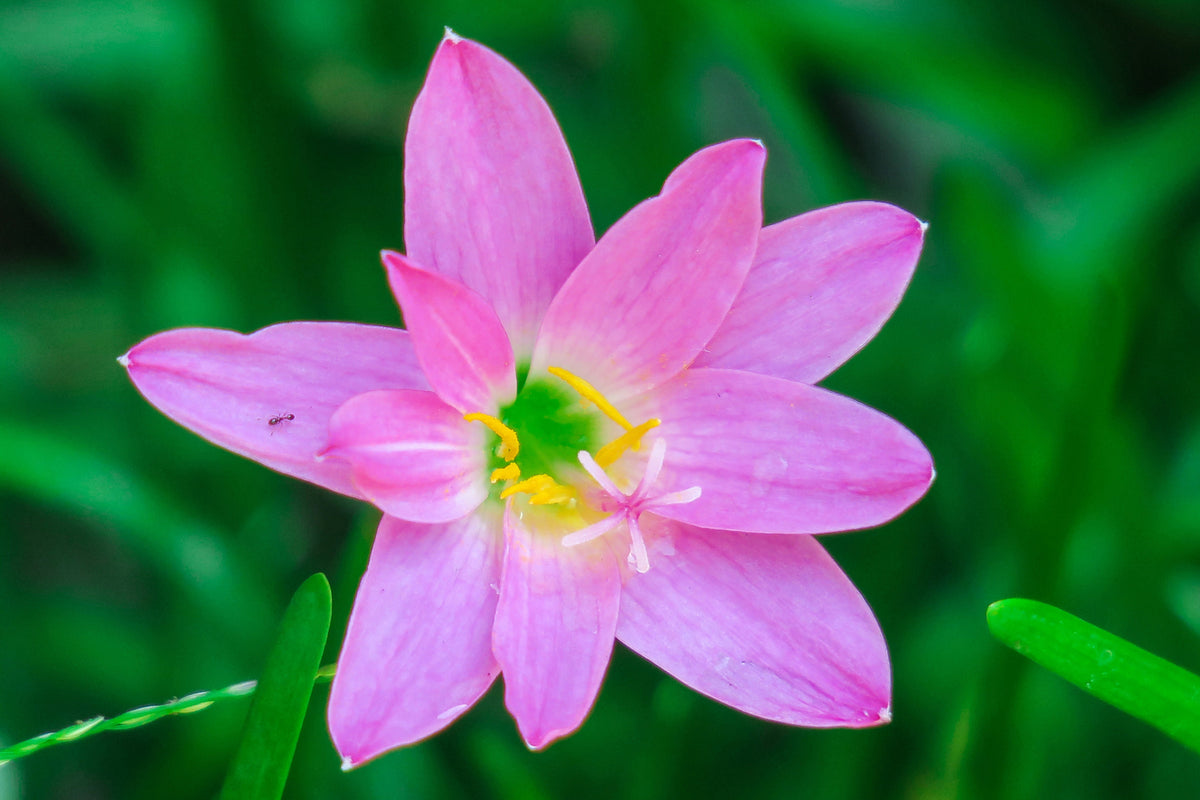 photo-wallpaper-close-up-of-pink-blossom