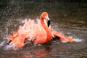 photo-wallpaper-bath