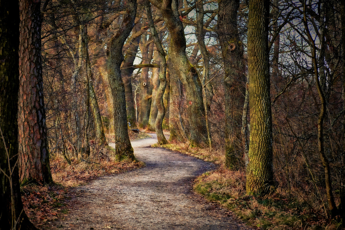 photo-wallpaper-enchanted-forest