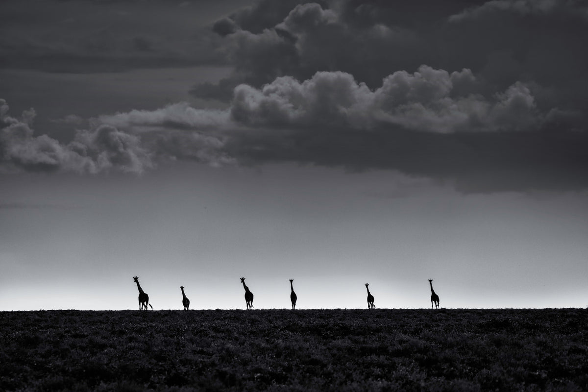 photo-wallpaper-6-giraffes