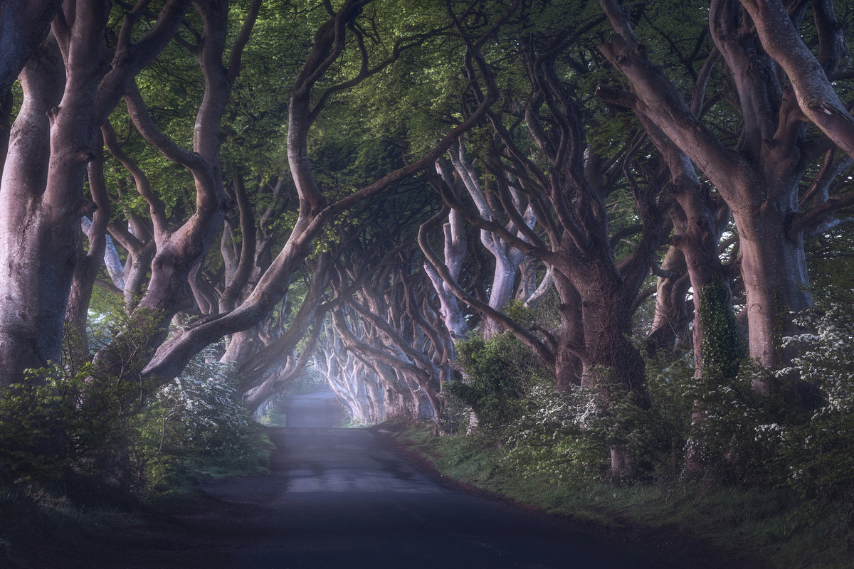 photo-wallpaper-the-dark-hedges