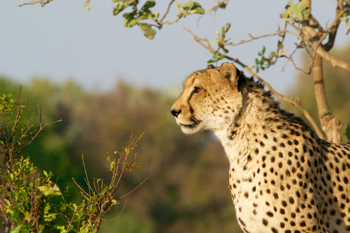 photo-wallpaper-cheetah-in-nature