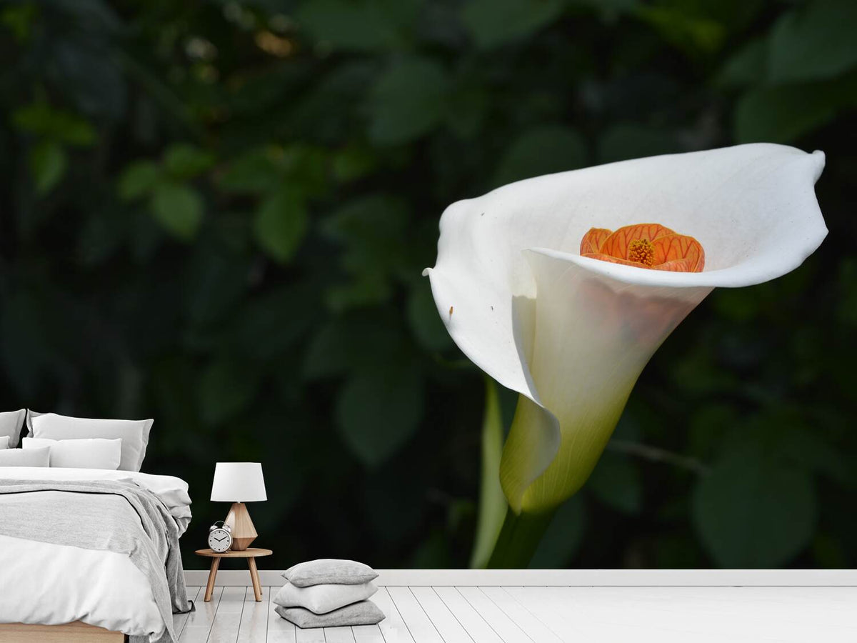 photo-wallpaper-xl-calla-in-white