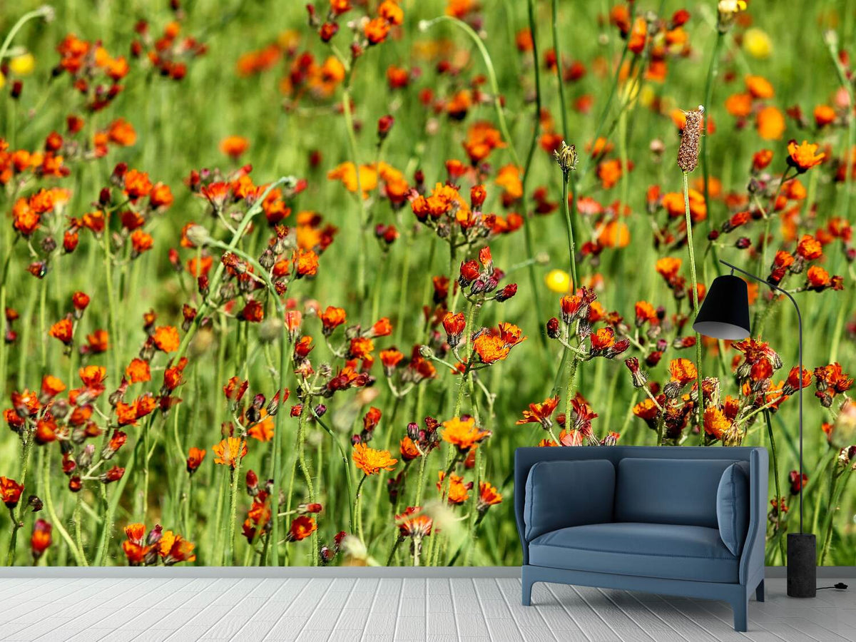 photo-wallpaper-hawkweeds