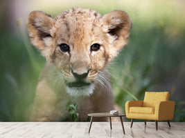 photo-wallpaper-lion-baby