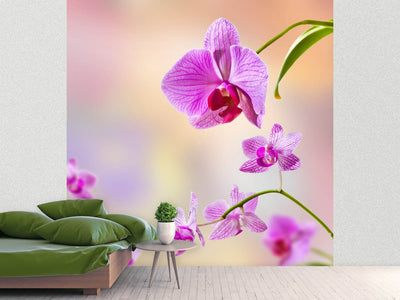 photo-wallpaper-romantic-orchids