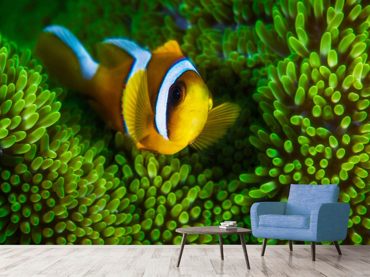 photo-wallpaper-yellow-clownfish-on-green-anemon