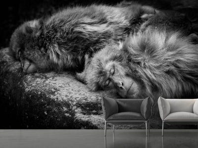 photo-wallpaper-sleeping