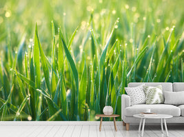 photo-wallpaper-grass-with-morning-dew-xl