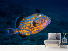 photo-wallpaper-blue-triggerfish