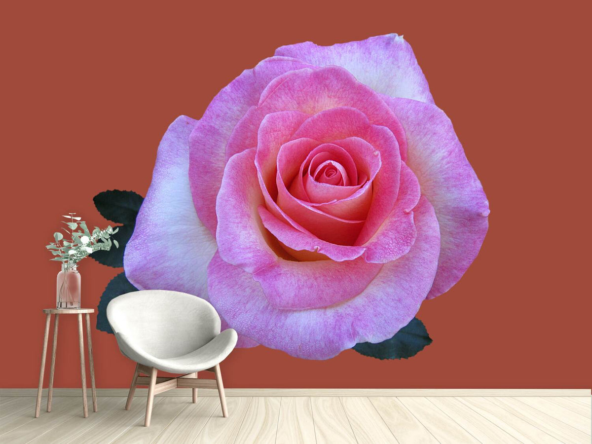 photo-wallpaper-rose-in-pink-xxl