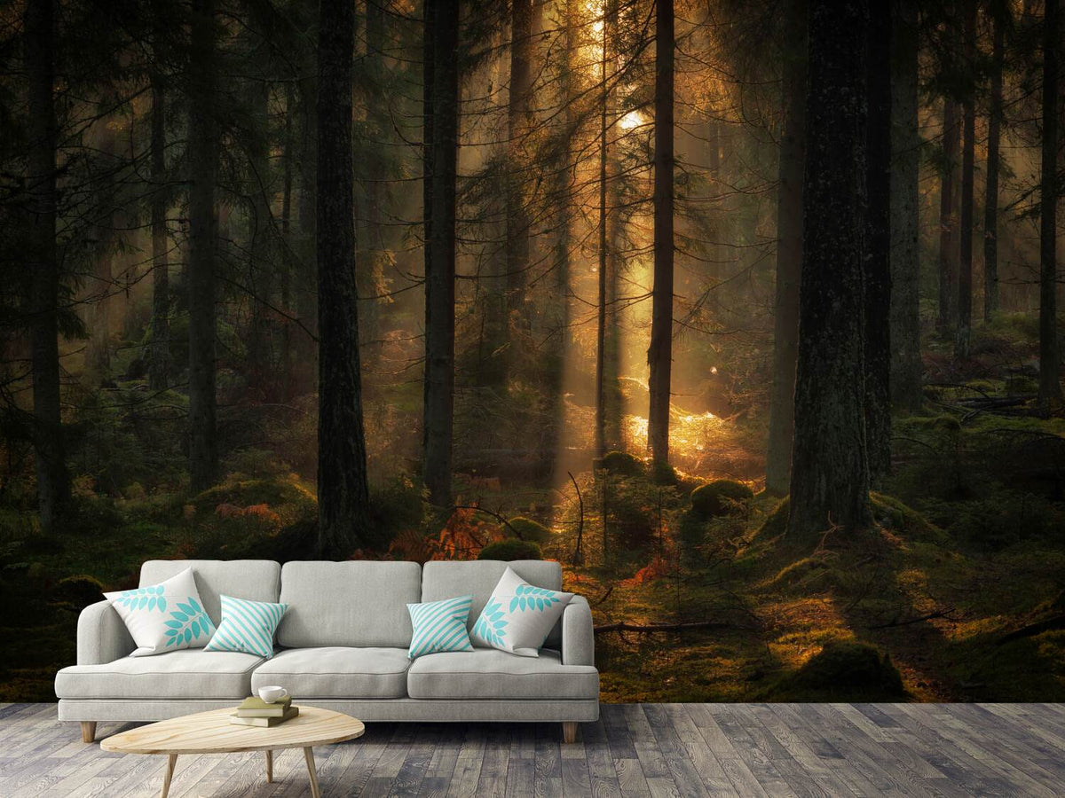 photo-wallpaper-the-light-in-the-forest-x