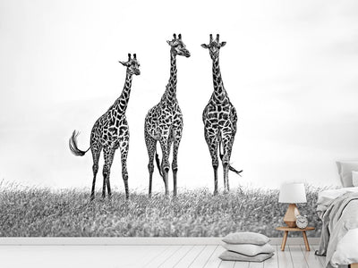 photo-wallpaper-giraffes-in-the-mara-plains-x