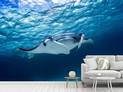 photo-wallpaper-manta-ray