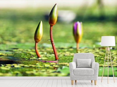 photo-wallpaper-water-lilies-in-xl