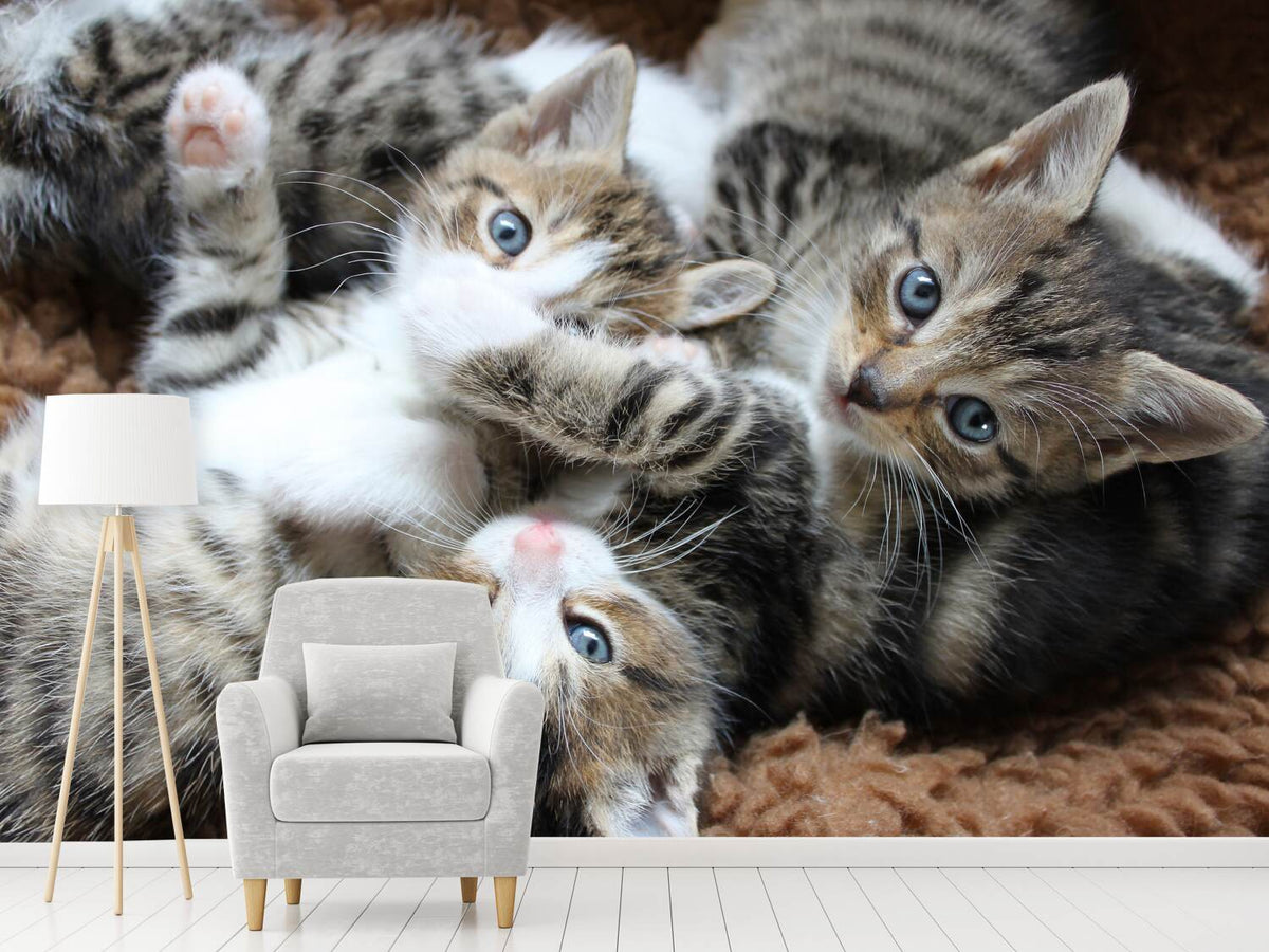 photo-wallpaper-many-kittens