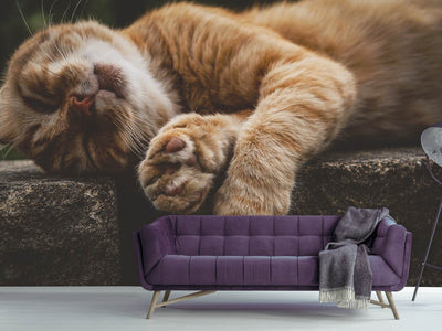 photo-wallpaper-sleeping-cat