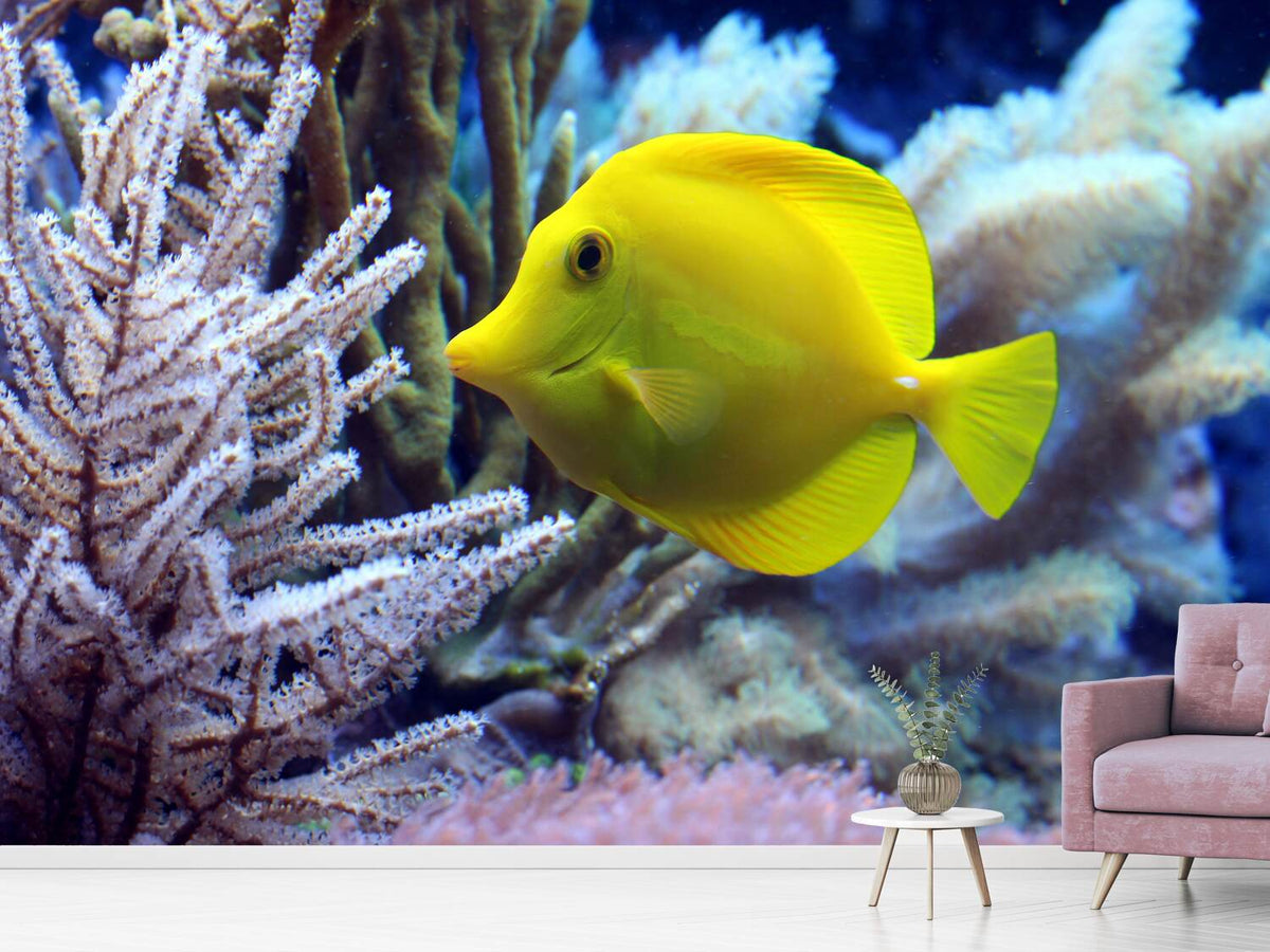 photo-wallpaper-yellow-doctor-fish-xl