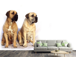 photo-wallpaper-2-mastiffs