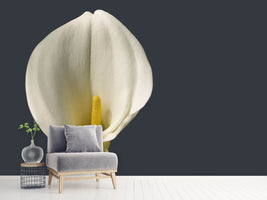 photo-wallpaper-proud-calla