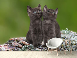 photo-wallpaper-2-black-cats-babies