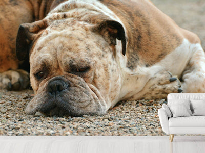 photo-wallpaper-tired-boxer