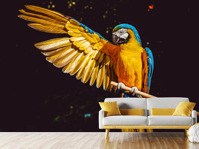 photo-wallpaper-the-macaw