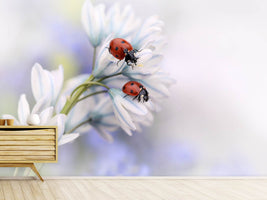 photo-wallpaper-ladybirds