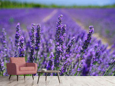 photo-wallpaper-the-lavender-flowers