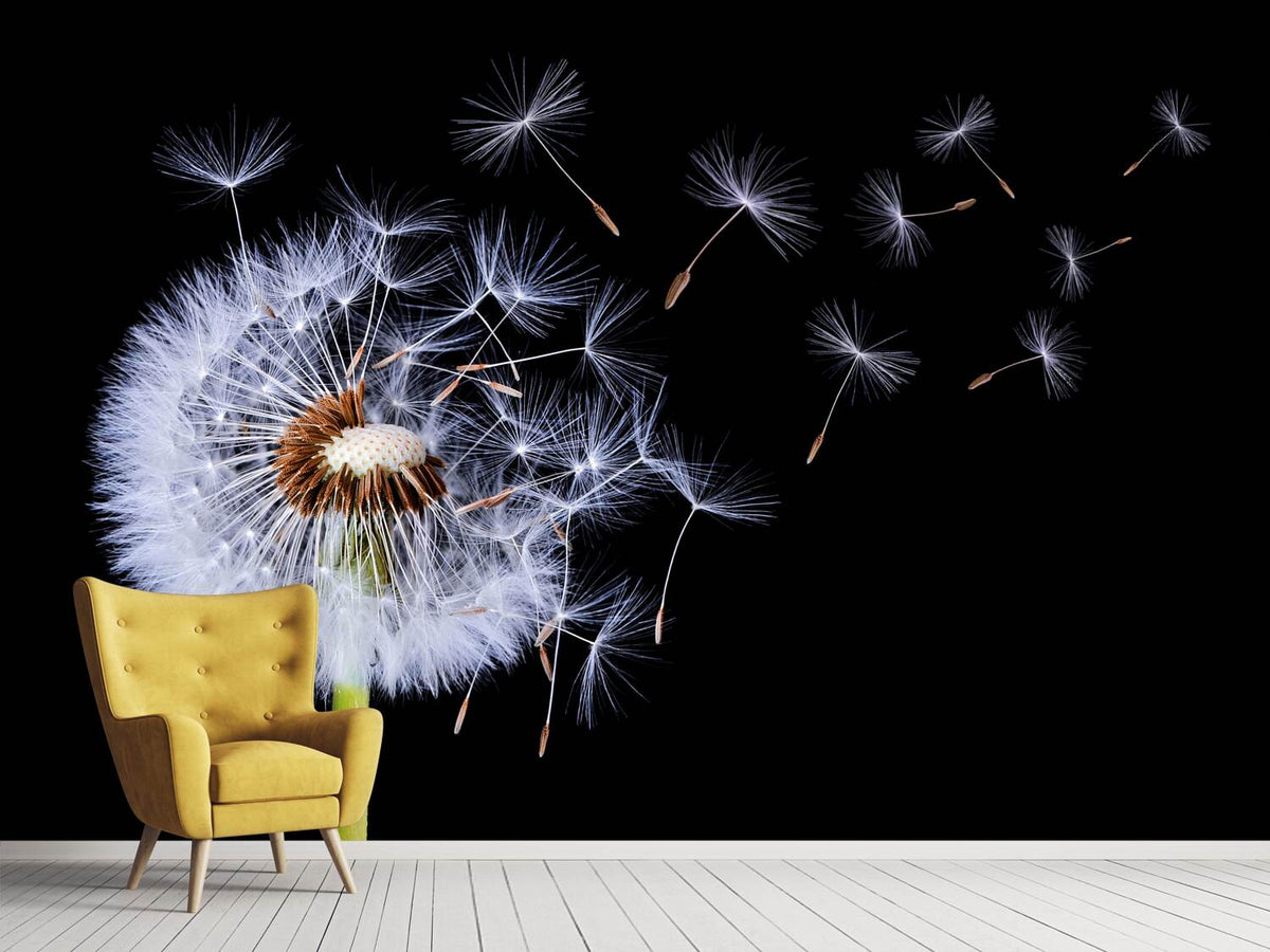 photo-wallpaper-dandelion-blowing