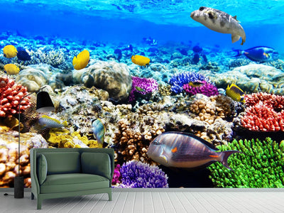 photo-wallpaper-fish-aquarium