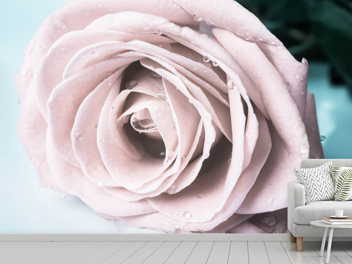 photo-wallpaper-pastel-rose