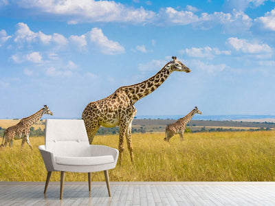 photo-wallpaper-trio-giraffes-x