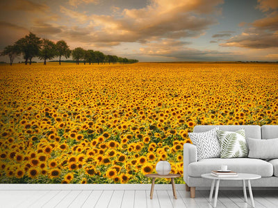 photo-wallpaper-sunflowers